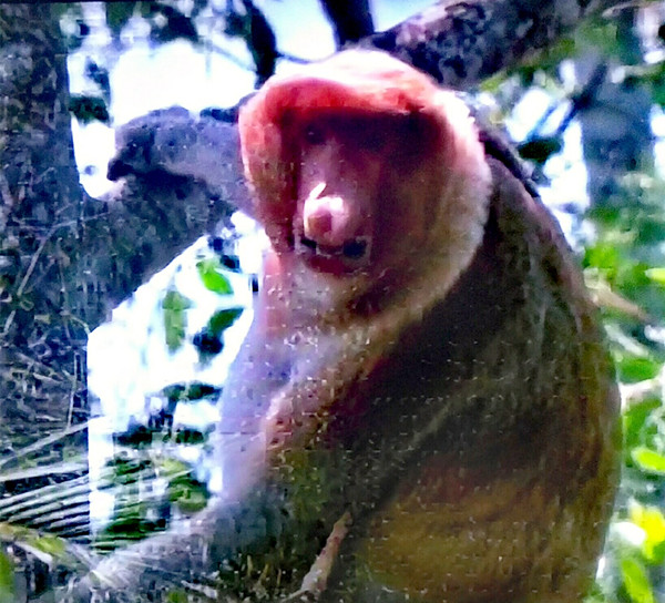 3、长鼻猴  徵然    摄.jpg