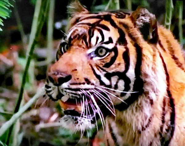 2虎          徵然    摄.jpg