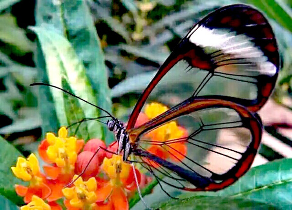 4、香帅      徵然    摄.jpg