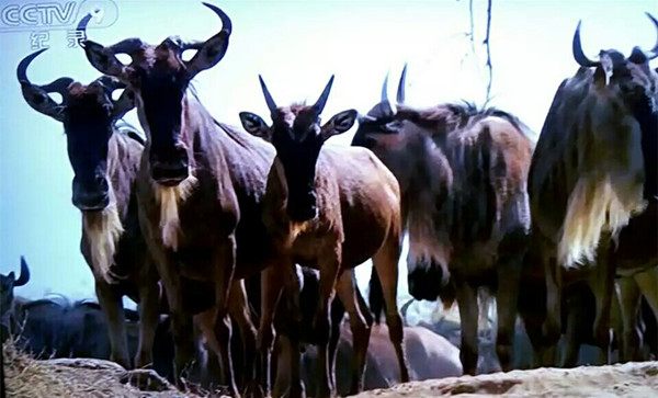 1牛羚    徵然     摄.jpg